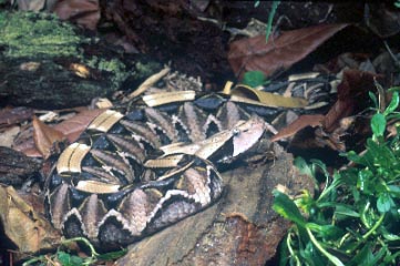 gaboon viper